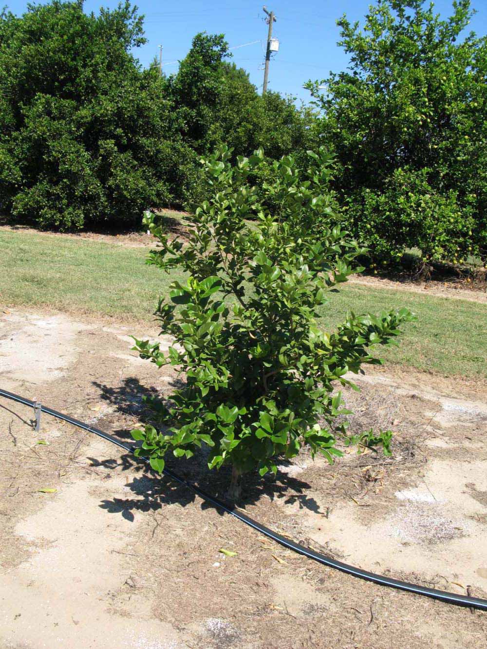            Habit (Winter Haven, FL)   